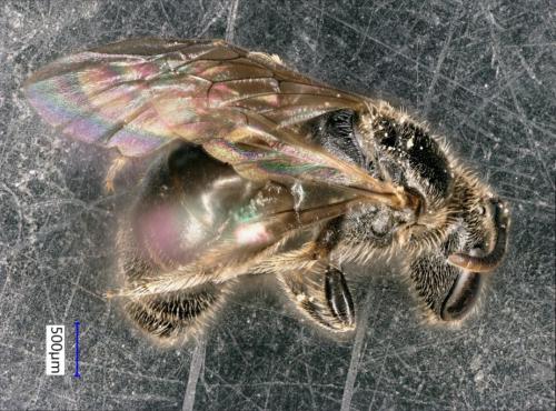 Lasioglossum glabriusculum